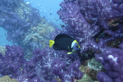 Chaetodontoplus meredithi