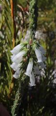 Erica viscaria pendula