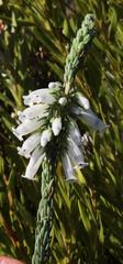 Erica viscaria pendula