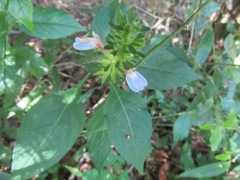 Justicia petiolaris