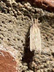 Helcystogramma