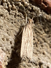 Helcystogramma