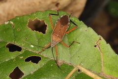 Nyttum beckeri