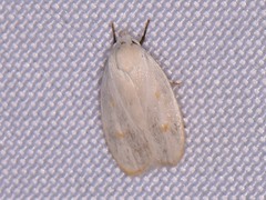 Durrantia piperatella
