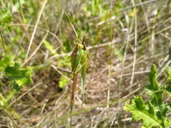 Orchelimum gladiator