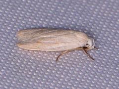 Durrantia piperatella