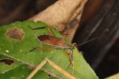 Nyttum beckeri