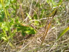 Orchelimum gladiator