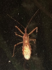 Rocconota annulicornis