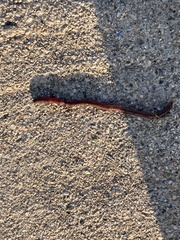 Lumbricus terrestris