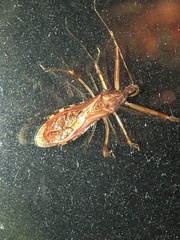 Rocconota annulicornis