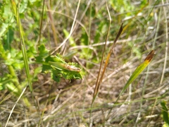 Orchelimum gladiator