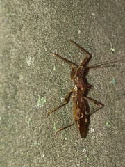 Rocconota annulicornis