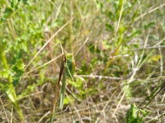 Orchelimum gladiator