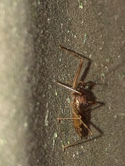 Rocconota annulicornis