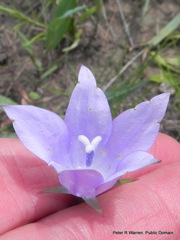Wahlenbergia krebsii krebsii