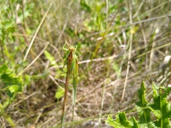 Orchelimum gladiator