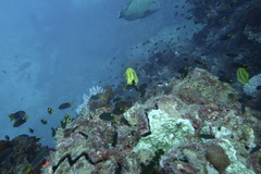 Chaetodon rainfordi
