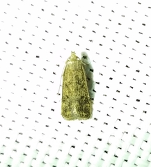 Glyphidocera juniperella