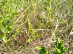 Orchelimum gladiator