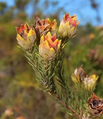 Leucadendron laxum