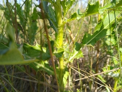 Orchelimum gladiator