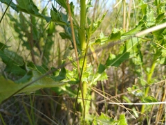 Orchelimum gladiator