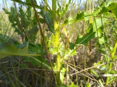 Orchelimum gladiator