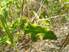 Orchelimum gladiator