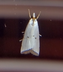 Argyria gonogramma