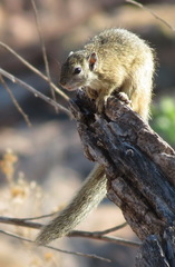 Paraxerus cepapi cepapi