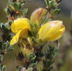 Aspalathus oblongifolia