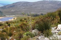 Aspalathus oblongifolia