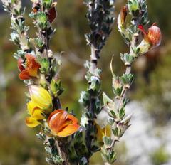 Aspalathus oblongifolia