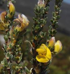 Aspalathus oblongifolia