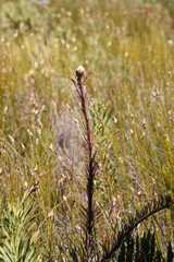 Leucospermum lineare