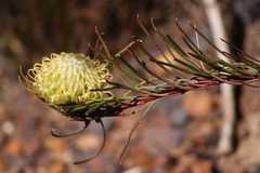 Leucospermum lineare