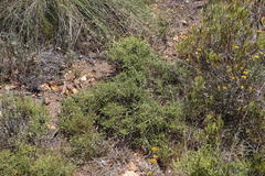 Aspalathus acuminata acuminata