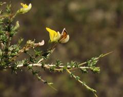 Aspalathus acuminata acuminata