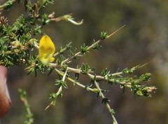 Aspalathus acuminata acuminata
