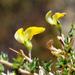 Aspalathus acuminata acuminata - Photo (c) Tony Rebelo, algunos derechos reservados (CC BY-SA), subido por Tony Rebelo