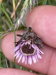 Erigeron uniflorus
