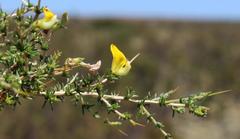 Aspalathus acuminata acuminata