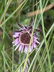 Erigeron uniflorus