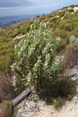 Protea compacta