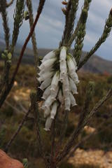 Erica viscaria pendula