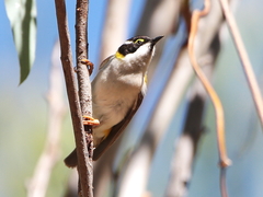 Melithreptus gularis laetior