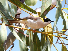 Melithreptus gularis laetior