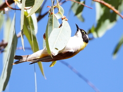 Melithreptus gularis laetior