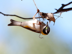 Melithreptus gularis laetior